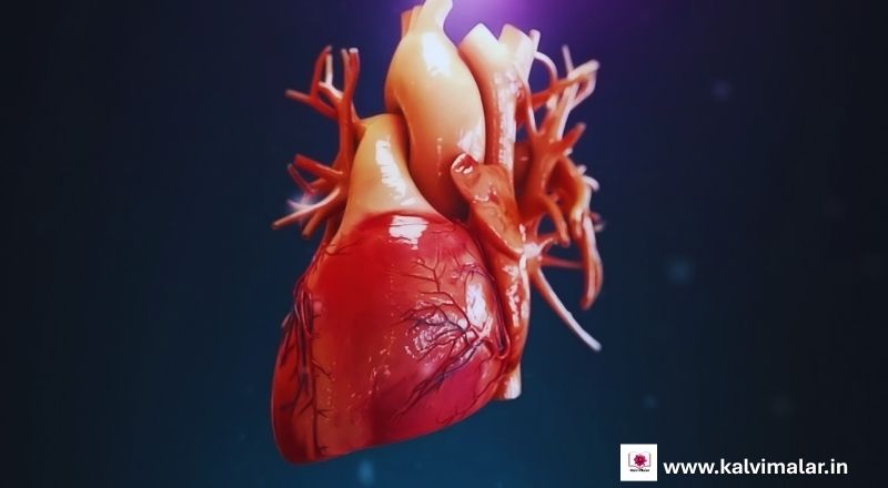 VR in biology education
